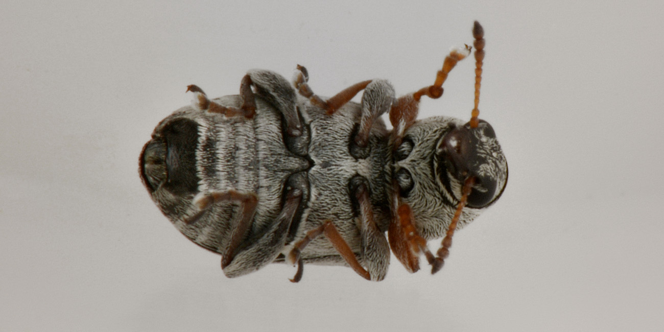 Bruchela rufipes?  Sì,  Bruchela rufipes rufipes